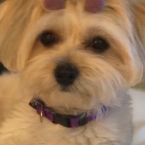 Meet your Posher, Judy